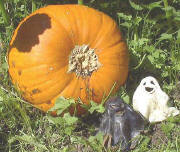 Zwei kleine Geister bewachen den großen Kürbis Anfang September 2002